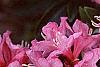 Rhododendron 'Weston's Mayflower', flowers