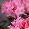 Rhododendron 'Weston's Mayflower', flowers