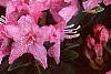 Rhododendron 'Weston's Mayflower', flowers