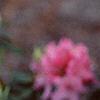 Rhododendron 'Weston's Mayflower', flowers