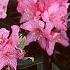 Rhododendron 'Weston's Mayflower', flowers