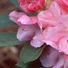 Rhododendron yakusimanum 'Prince', flowers