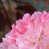 Rhododendron yakusimanum 'Prince', flowers