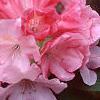 Rhododendron yakusimanum 'Prince', flowers