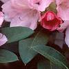 Rhododendron yakusimanum 'Prince', flowers