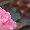 Rhododendron yakusimanum 'Prince', flowers