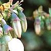 Vaccinium ashei 'Tiftblue', flowers