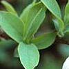 Vaccinium ashei 'Tiftblue', flowers