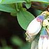Vaccinium ashei 'Tiftblue', flowers