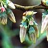 Vaccinium ashei 'Tiftblue', flowers