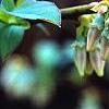 Vaccinium ashei 'Tiftblue', flowers