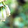 Vaccinium ashei 'Tiftblue', flowers