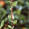 Vaccinium macrocarpon, leaves