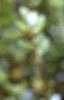Vaccinium macrocarpon, leaves