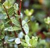 Vaccinium macrocarpon, leaves