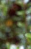 Vaccinium macrocarpon, leaves