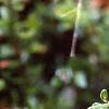 Vaccinium macrocarpon, leaves