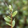 Vaccinium macrocarpon, leaves