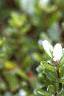 Vaccinium macrocarpon, leaves