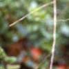Vaccinium macrocarpon, leaves