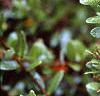 Vaccinium macrocarpon, leaves