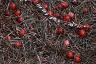 Vaccinium macrocarpon, fruit