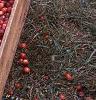 Vaccinium macrocarpon, fruit