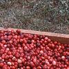 Vaccinium macrocarpon, fruit