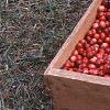 Vaccinium macrocarpon, fruit