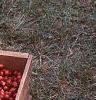 Vaccinium macrocarpon, fruit