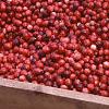 Vaccinium macrocarpon, fruit