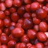 Vaccinium macrocarpon, fruit