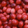 Vaccinium macrocarpon, fruit
