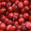 Vaccinium macrocarpon, fruit