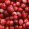 Vaccinium macrocarpon, fruit