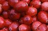 Vaccinium macrocarpon, fruit