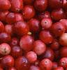 Vaccinium macrocarpon, fruit