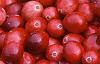 Vaccinium macrocarpon, fruit
