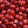 Vaccinium macrocarpon, fruit