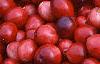 Vaccinium macrocarpon, fruit