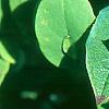 Vaccinium stamineum, fruit