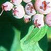 Vaccinium stamineum, fruit