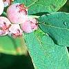 Vaccinium stamineum, fruit