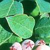 Vaccinium stamineum, fruit
