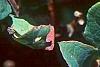 Vaccinium stamineum, fruit