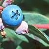 Vaccinium stamineum, fruit