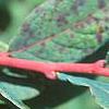 Vaccinium stamineum, fruit