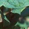 Vaccinium stamineum, fruit
