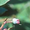 Vaccinium stamineum, fruit