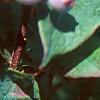 Vaccinium stamineum, fruit